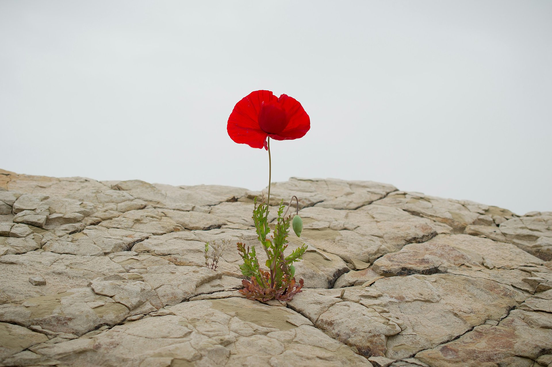 Symbolbild: Blume auf sehr trockenem Boden