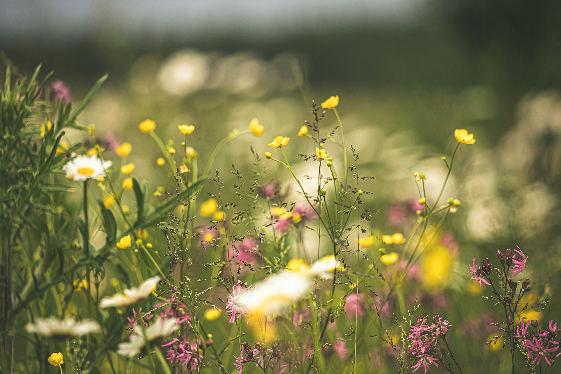 Symbolbild: Blumenwiese